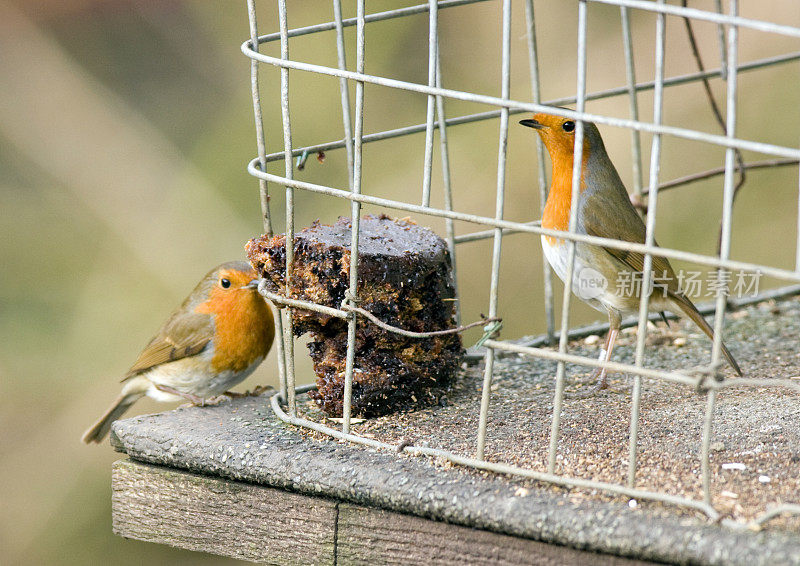 两只知更鸟（Erithacus rubecula）